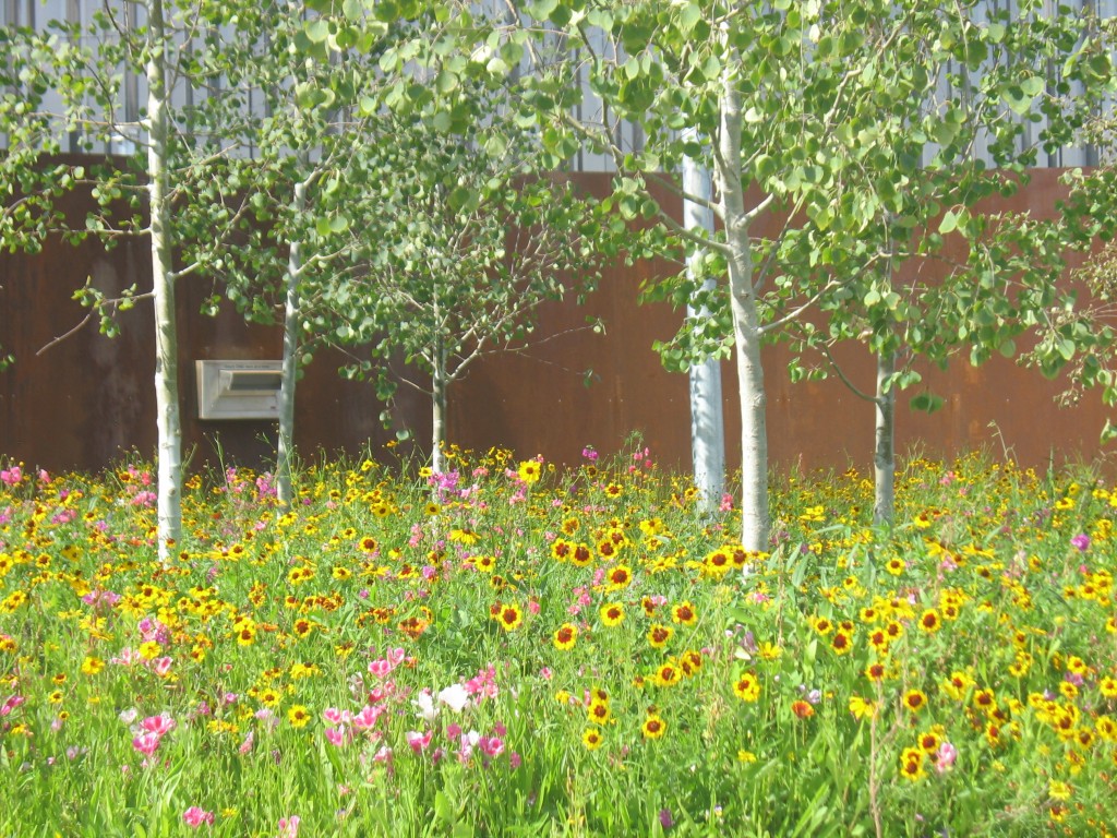 Around the building’s entrance and the interior courtyard are filled with wildflowers. PHOTO: River Ridge Landscape Co.