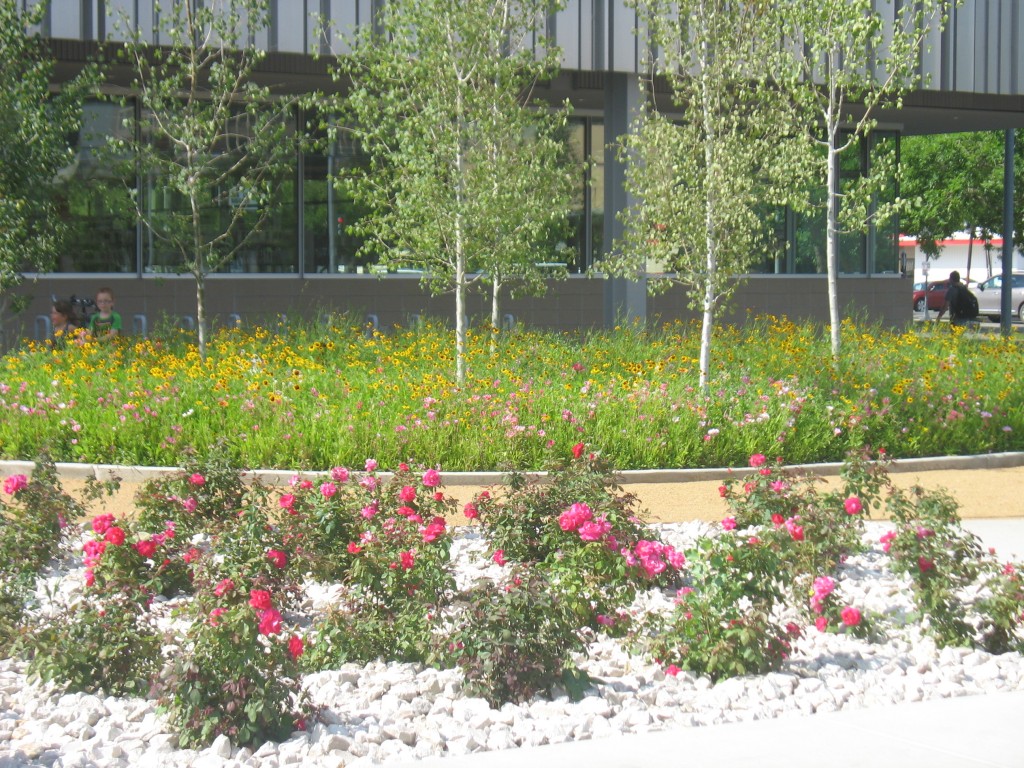 The entire project is watered through an underground Netafim system installed by River Ridge. PHOTO: River Ridge Landscape Co.