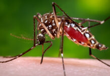Aedes mosquito
