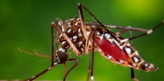 Aedes mosquito