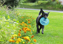 Pets Love Lawns