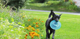 Pets Love Lawns