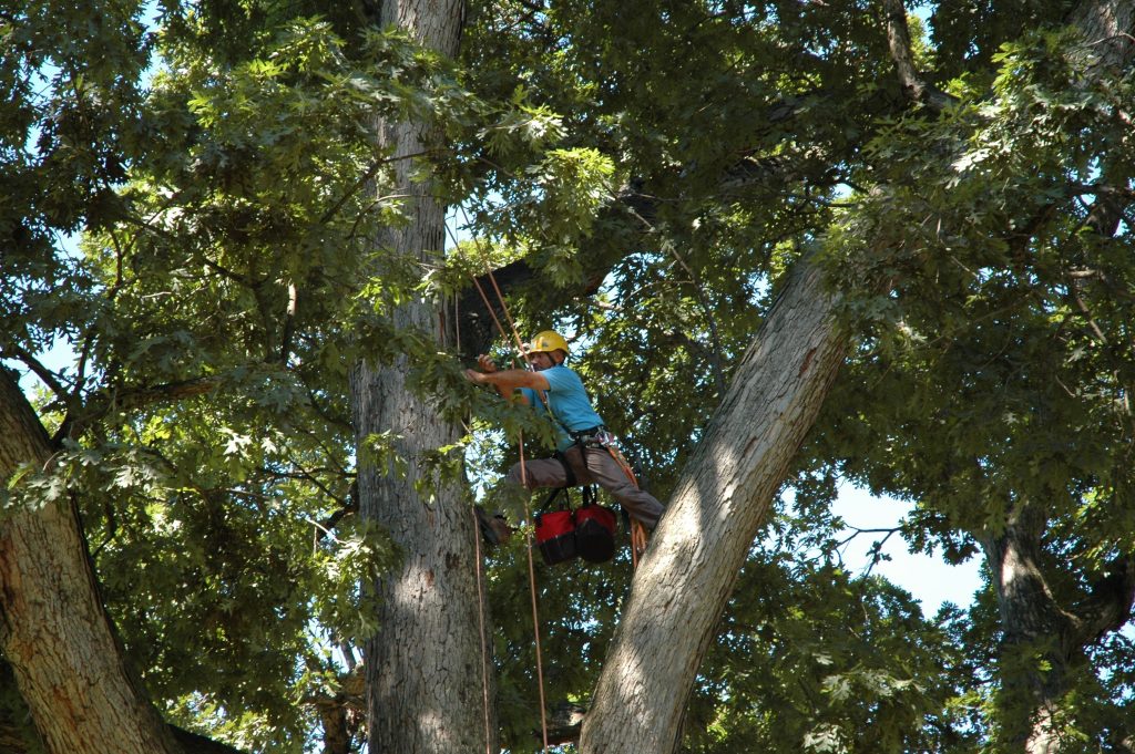 Mark Speils works to install lightning protection on a tree in one of the oldest sections at Arlington Cemetery. PHOTO: Danielle Lanning