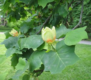 Tulip tree (Liriodendron tulipifera)