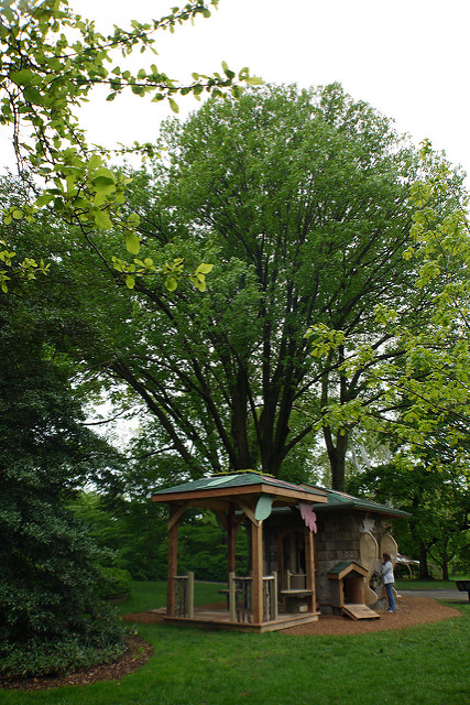 Red oak (Quercus rubra)