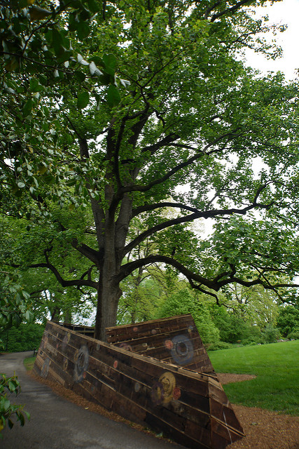 Tulip tree (Liriodendron tulipifera)