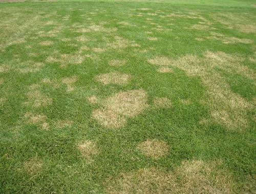 Brown patch (Rhizoctonia solani)