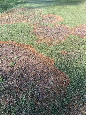Large patch (Rhizoctonia solani)