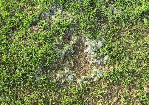 Pythium blight (Pythium aphanidermatum)