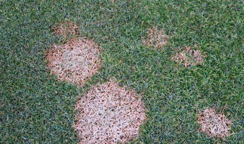 Pink snow mold (Microdochium nivale)