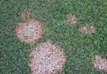 Pink snow mold (Microdochium nivale)