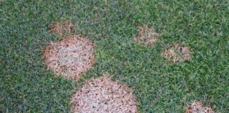 Pink snow mold (Microdochium nivale)