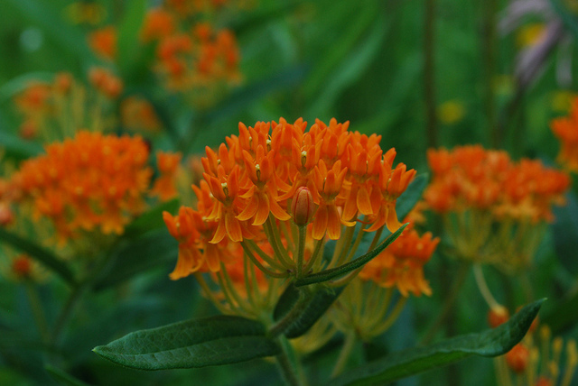 Asclepias tuberosa, butterfly milkweed, perennial