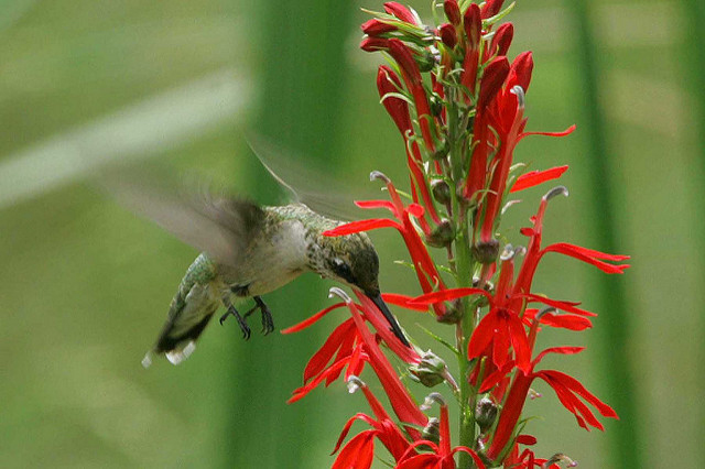 Lobelia cardinalis, cardinal flower, perennial