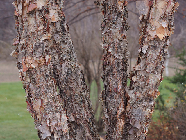 River Birch (Betula nigra)