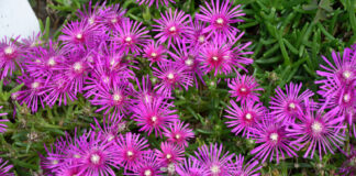 Delosperma, ice plant, perennial