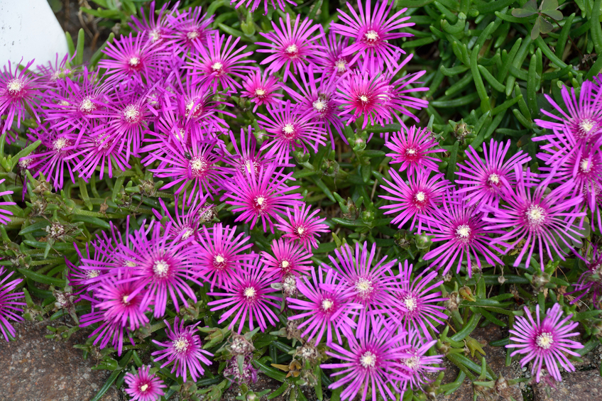 Delosperma, ice plant, perennial