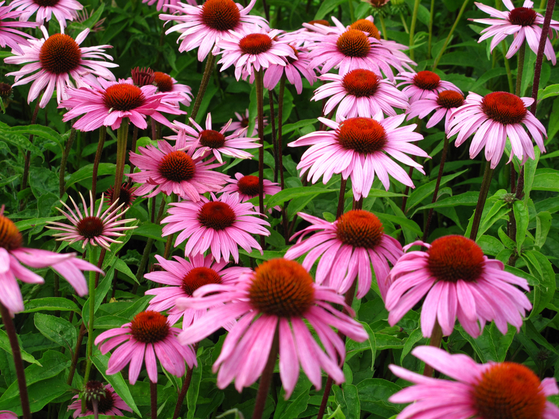 Echinacea, coneflower, perennial