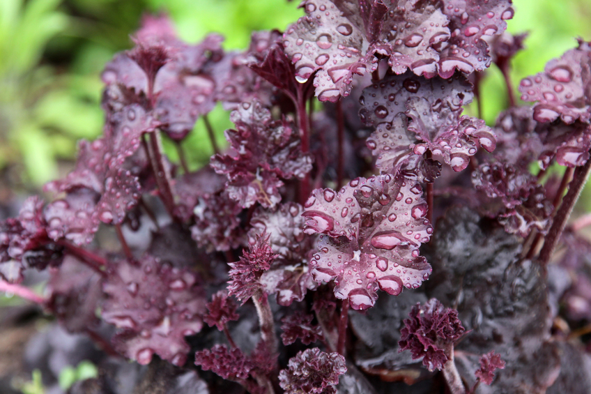 Heuchera, coral bells, perennial