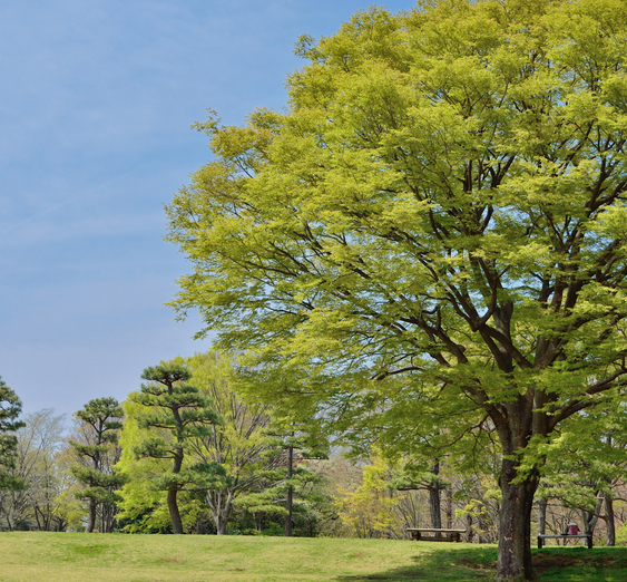 Japanese Zelkova (Zelkova serrata)
