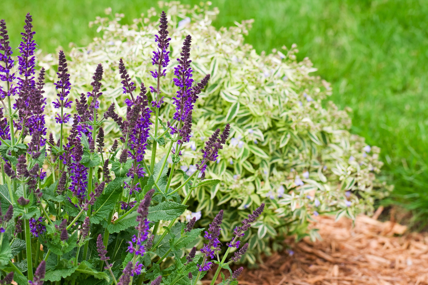 Salvia, perennial