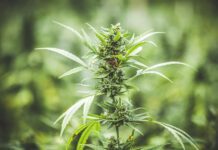 Marijuana/cannabis plant
