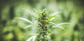 Marijuana/cannabis plant