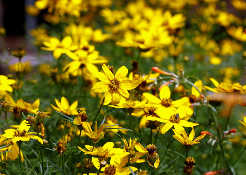 Coreopsis, tickseed, perennial