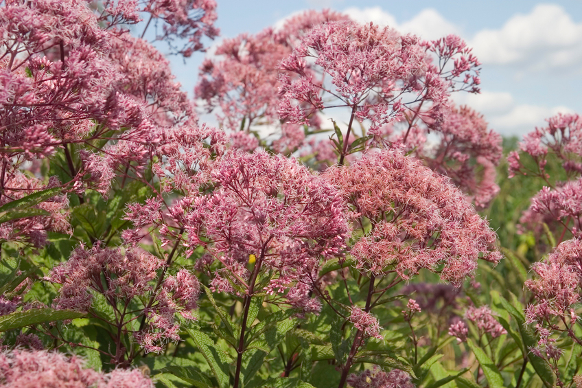 Eupatorium maculatum, Spotted Joe-Pye weed, perennial