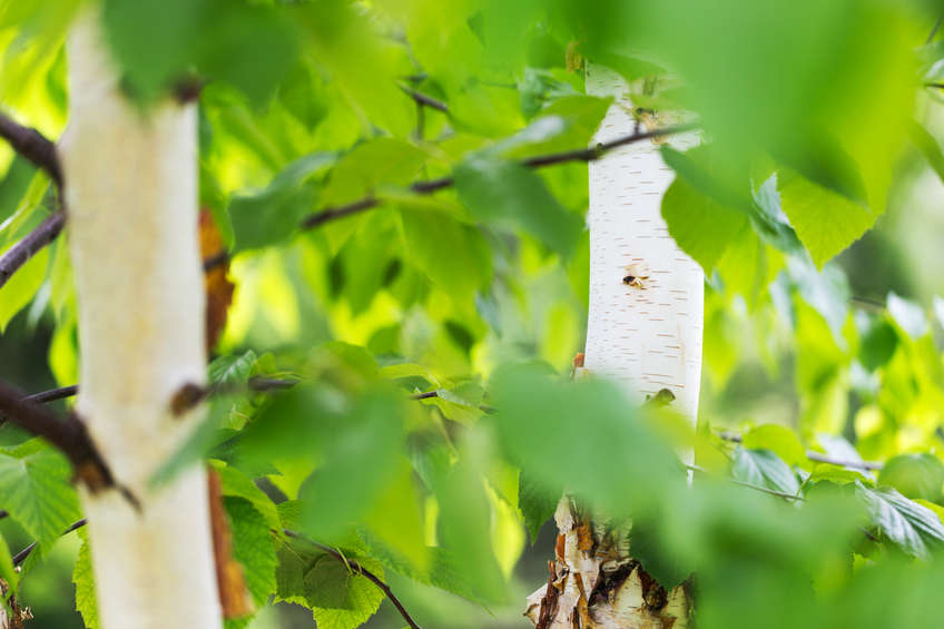 Paper Birch (Betula papyrifera)