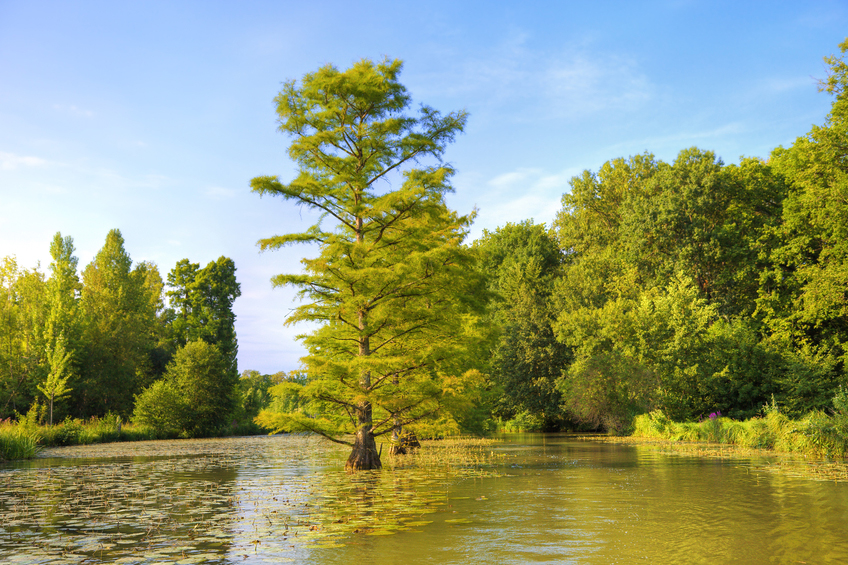 Baldcypress (Taxodium distichum)