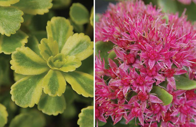 Sedum, Intrinsic Perennial Gardens
