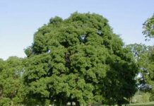 Sugar maple (Acer saccharum)