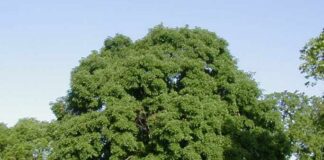 Sugar maple (Acer saccharum)