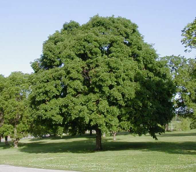 Sugar maple (Acer saccharum)