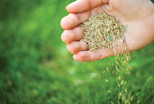 Seeding