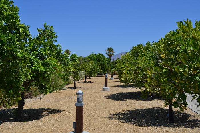 native plants chula vista