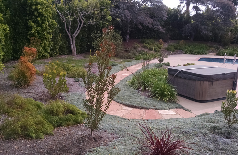 New plants and irrigation system