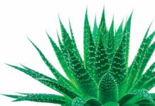 Could Drought-Friendly Landscaping Be Heating Things Up a Little Too Much?