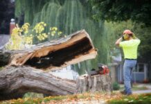 Chopped down tree