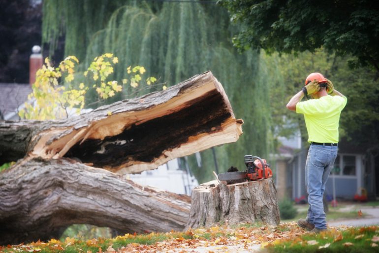 Chopped down tree