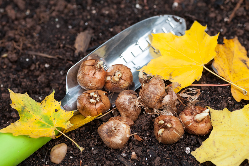 bulbs with fall leaves