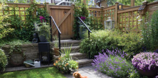 dog on garden patio