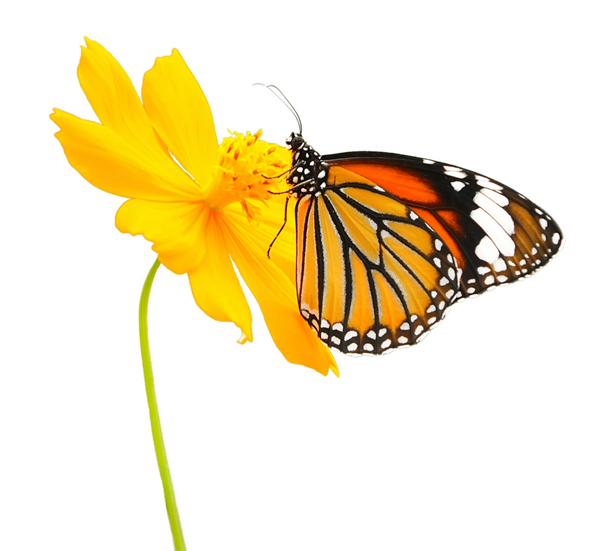 Plants that attract birds and butterflies are especially therapeutic for seniors. Photo: iStock