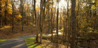Louisville Parklands