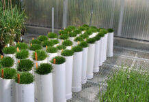 Turf’s UP