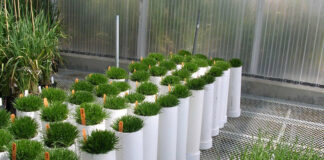 Turf’s UP