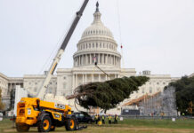 jcb-2016-christmas-tree