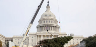jcb-2016-christmas-tree
