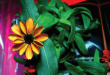 Blooms in Space